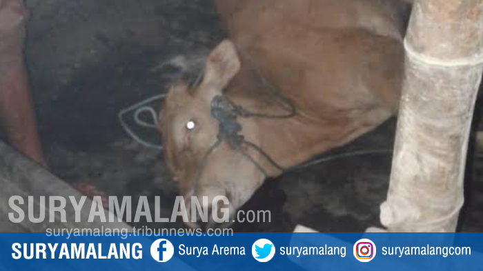 Pemkab Lamongan Selidiki Kematian Sapi Mendadak Melalui Uji Laboratorium