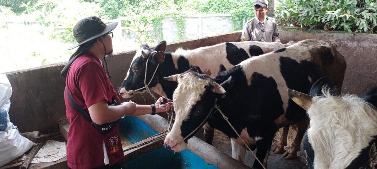 151 Sapi di Kota Malang Suspek PMK, Peternak Sapi Merugi