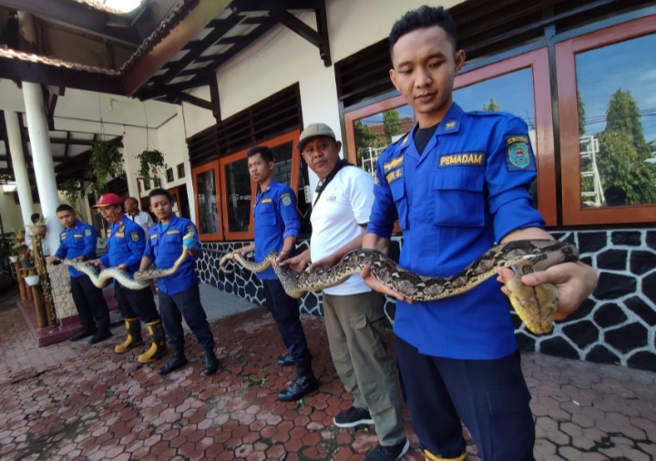 satpol-pp-dan-damkar-trenggalek-melepasliarkan-dua-ular-piton-yang-sempat-masuk-ke-pemukiman-warga.jpg