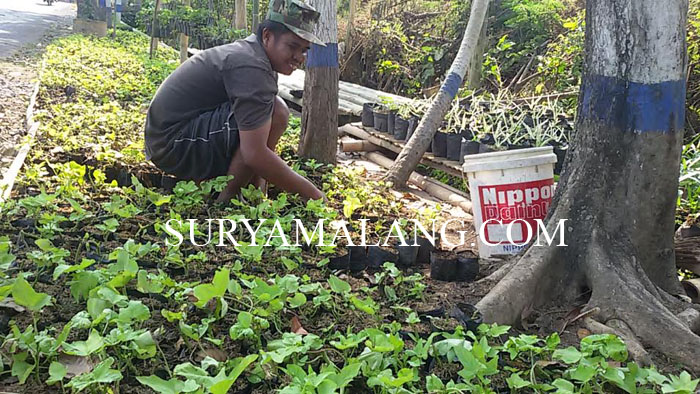 sayur-organik-batu_20150916_175503.jpg