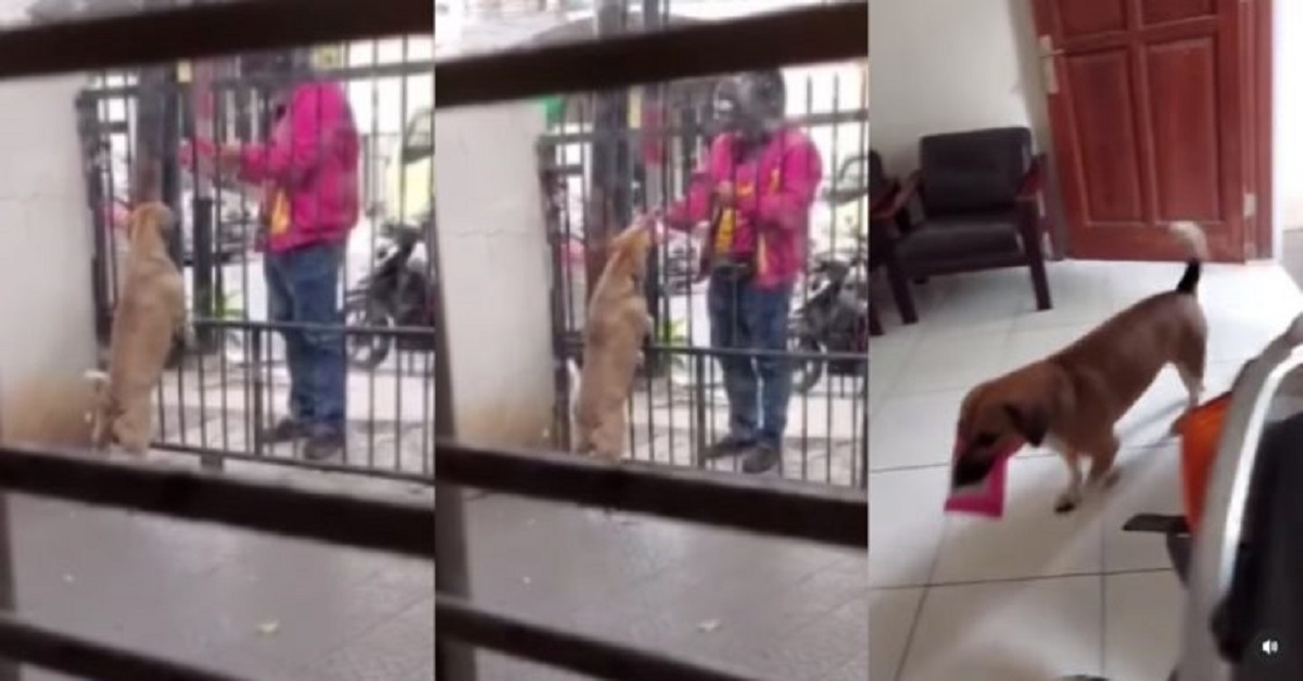 Video - Anjing Pintar, Ambilkan Paket dari Kurir untuk Majikannya