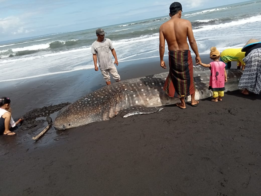 Seekor Ikan Hiu Paus Terdapampar di Pantai Selok Anyar Lumajang, Sirip dan Ekor Luka-luka