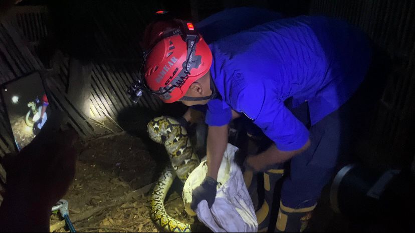 Mangsa Ayam Jago di Kandang, Ular Piton 2,5 Meter Dievakuasi dari Permukiman Warga Trenggalek