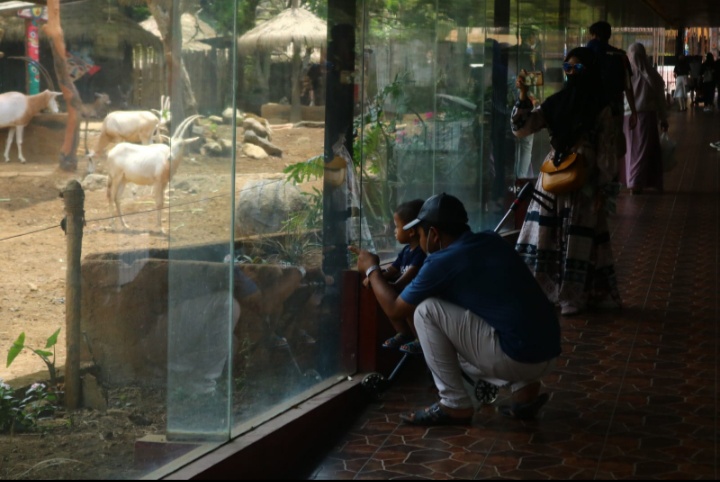 seorang-pengunjung-menunjukan-hewan-kepada-anaknya-di-jtp-2.jpg