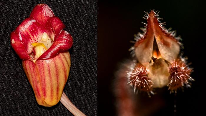 Spesies Langka Anggrek Anoectochilus Papuanus dan Aconthophippium Bicolor Ditemukan di Gunung Semeru