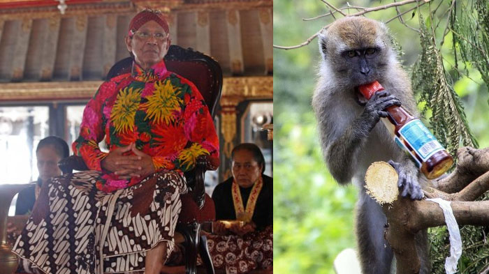 sultan-hamengku-buwono-x-dan-monyet-237.jpg