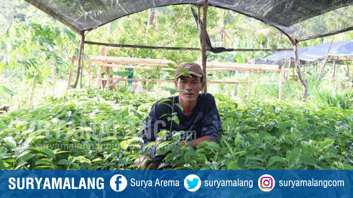 Saat Hutan Lindung Rusak, Sugianto Warga Tambakrejo, Rela Tanam 3000 Pohon di Hutan Gundul