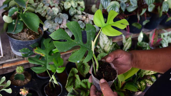 tanaman-hias-aglonema-dijual-di-kios-milik-yudi-39-di-kepanjen-kabupaten-malang.jpg
