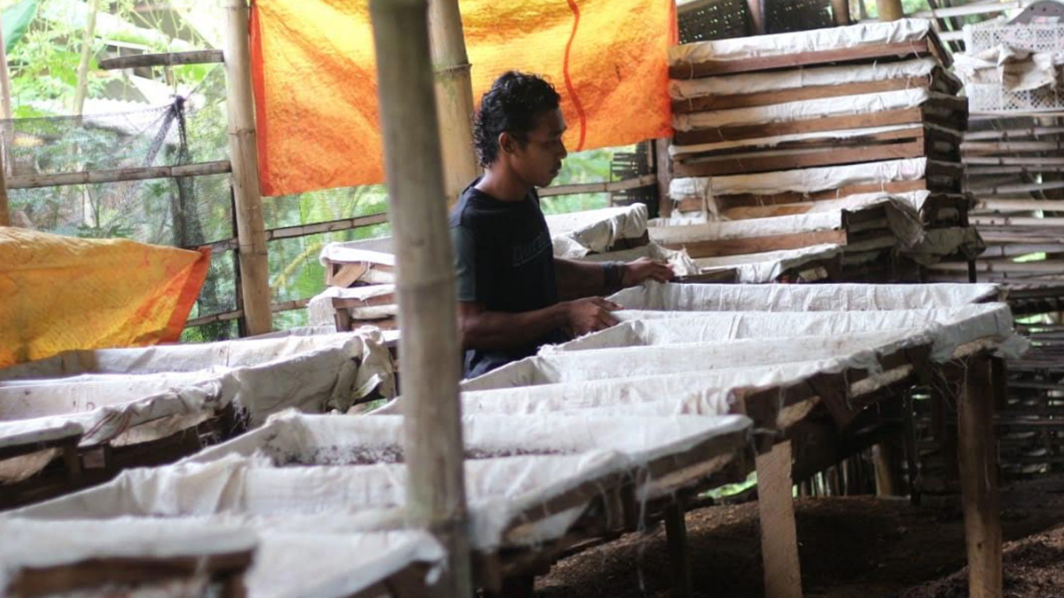 Kisah Sukses Ternak Cacing ANC Warga Trenggalek, Sempat Merugi Kini Jadi Sumber Penghasilan Tetap