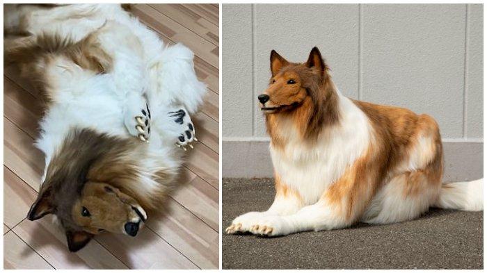 toko-menghabiskan-uang-2-juta-yen-atau-rp-228-juta-agar-bisa-tampil-seperti-anjing-favoritnya.jpg