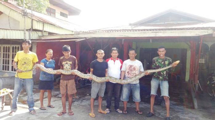ujar-piton-sepanjang-5-meter-ditangkap-warga-pekanbaru-riau_20161115_111441.jpg