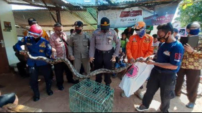 ular-piton-bpbd-tuban-1.jpg
