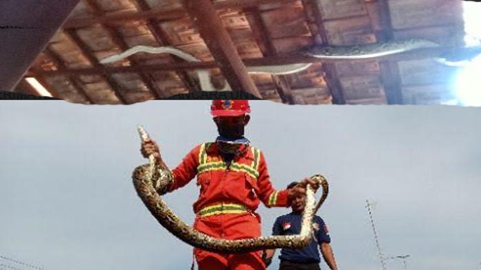 ular-piton-bpbd-tuban.jpg