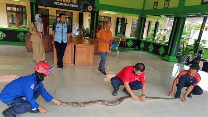 ular-piton-di-kecamatan-kerek-tuban.jpg