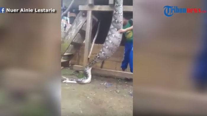 VIDEO: Ular Digantung Terbalik untuk Keluarkan Isi Perutnya, Hi . . . Ternyata Berisi . . .