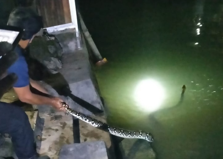 ular-piton-menggegerkan-warga-dusun-carang-gantung-rengel-tuban.jpg