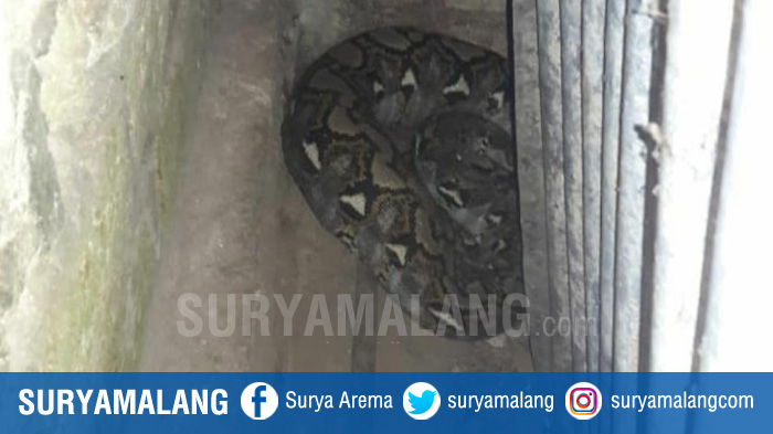 Ular Piton Sepanjang 3 Meter Gegerkan Warga Perumahan Bukit Karang di Tuban
