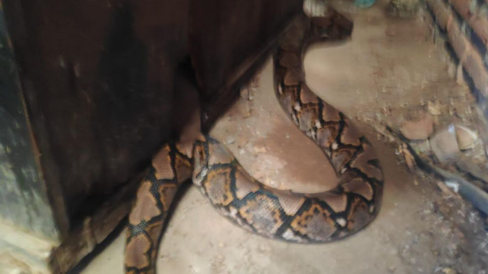 ular-piton-sepanjang-4-meter-di-rumah-simo-kalangan-gang-2-sukomanunggal-surabaya.jpg