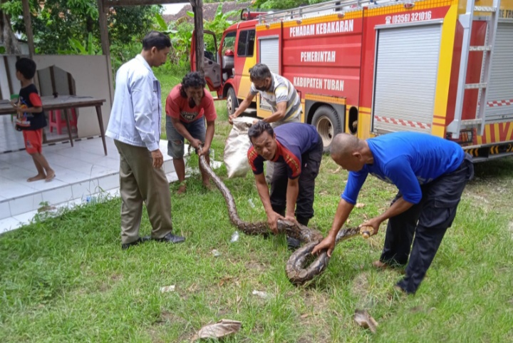 ular-piton-sepanjang-45-meter-masuk-ke-pemukiman-warga-kelurahan-perbon-tuban.jpg