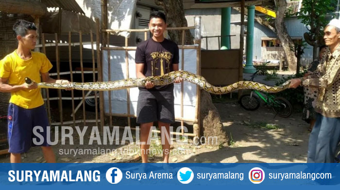 ular-piton-sepanjang-empat-meter-di-desa-jampirogo-kecamatan-sooko-kabupaten-mojokerto.jpg