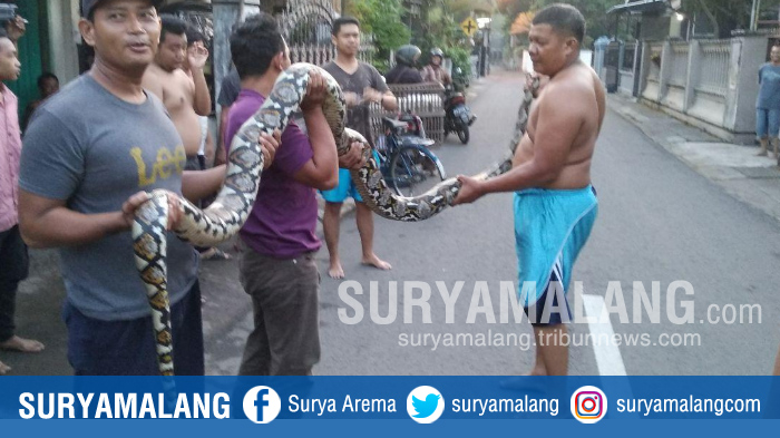ular-piton-yang-ditemukan-warga-di-lirboyo-kota-kediri-rabu-1842018_20180418_154305.jpg