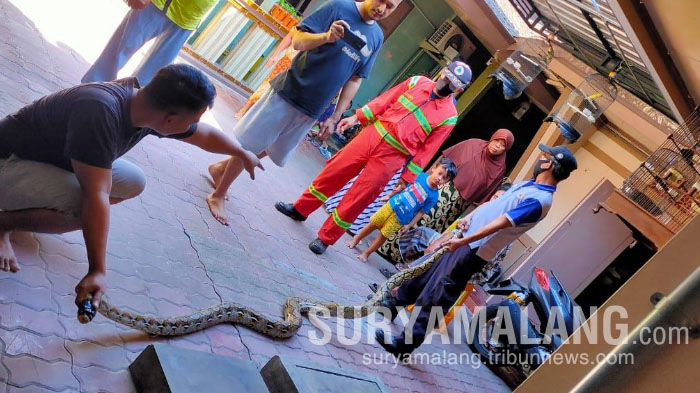 ular-sanca-kembang-sepanjang-33-meter-menghebohkan-warga-desa-karangagung-palang-tuban.jpg
