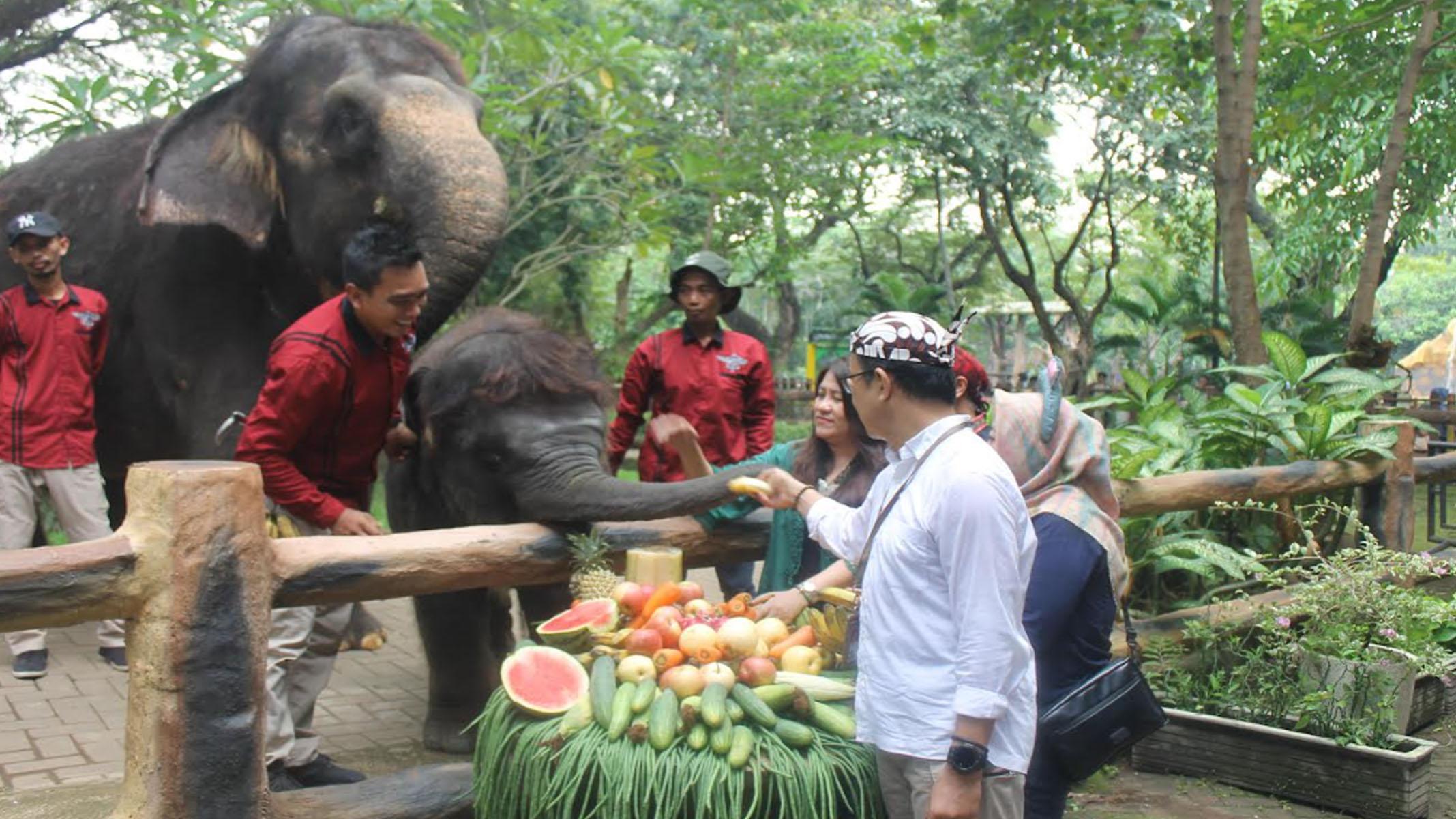 Ulang Tahun Pertama Rocky Balboa Bayi Gajah Kebun Binatang Surabaya, Pengunjung Ikut Pesta Perayaan