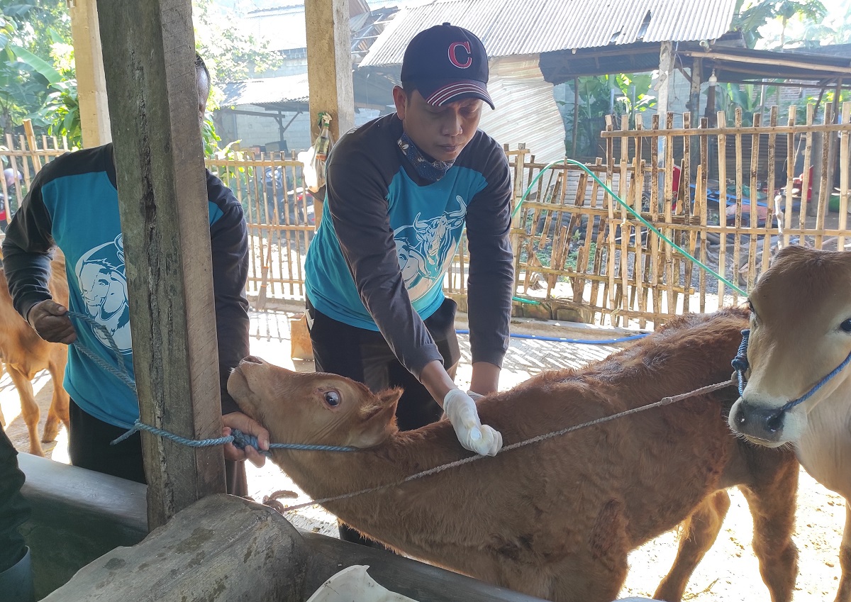 vaksinasi-lsd-pada-sapi-milik-peternak-di-kelurahan-tlumpu.jpg