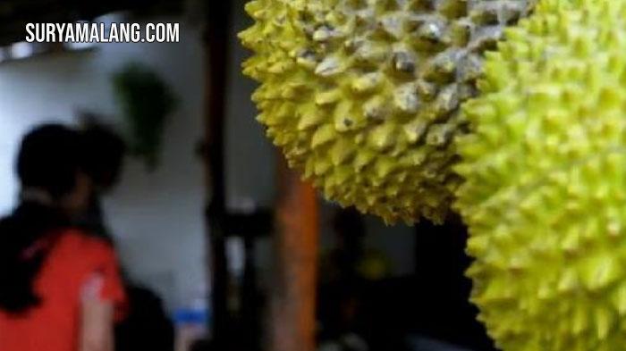 varietas-durian-Agrowisata-Kebun-Durian-Waturiti-Kecamatan-Lumbang-Probolinggo.jpg