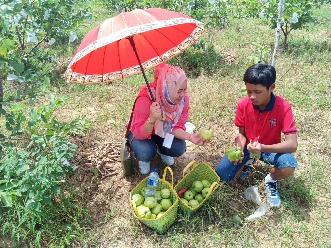wisatawan-petik-buah-jambu-kristal-di-tuban.jpg