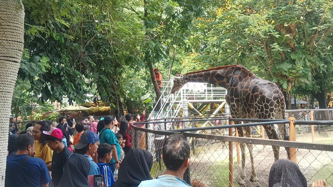 wisatawan-terlihat-memadati-Kebun-Binatang-Surabaya-KBS-pada-puncak-libur.jpg