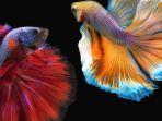 5-tips-merawat-ikan-cupang-yang-baru-dibeli-agar-hidup-lebih-lama-justru-jangan-langsung-beri-makan.jpg