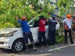 Toyota Avanza dan Suzuki Ertiga Tertimpa Pohon Tumbang di Tulungagung, Pemilik Minta Ganti ke DLH
