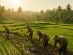 Inilah-18-Desa-di-Ogan-Komering-Ilir-Sumatera-Selatan-Terima-Dana-Desa-2025-Tertinggi-hingga-Rp19-M.jpg