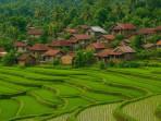Inilah-8-Desa-di-Pasaman-Barat-Sumatera-Barat-Terima-Dana-Desa-2025-Tertinggi-Tembus-Rp35-M.jpg