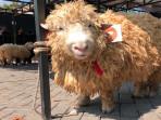 Kontes Kambing dan Domba Piala Wali Kota Batu 2025, Dari yang Imut hingga yang  Ekstrem