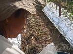 Kaum-tani-cabai-di-Desa-Manggis-Kecamatan-Puncu-Kabupaten-Kediri.jpg