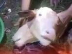 Kondisi-anakan-sapi-yang-lahir-dengan-dua-kepala-di-Desa-Tumpakrejo.jpg
