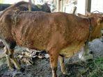 Kondisi-ternak-sapi-tertular-penyakit-LSD-di-Kecamatan-Kemlagi-Kabupaten-Mojokerto.jpg