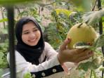 Melon-greenhouse-Dusun-Santren-Desa-Pulorejo-Kecamatan-Ngoro-Kabupaten-Jombang.jpg