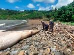 Paus Balin Ukuran 7 Meter Terdampar dan Mati di Pantai Nglarap Tulungagung, Bangkai Tak Dievakuasi