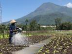 Petani-di-Kota-Batu-SIRAM.jpg