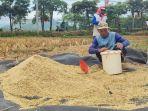 Petani-sumringah-karena-harga-gabah-di-Trenggalek-meningkat-saat-musim-panen.jpg