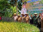 Cuaca Tidak Teratur, Kaum Tani Padi di Bangkalan, Madura, Tidak Panen Maksimal dan Serempak