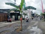 Pohon-pisang-yang-ditanam-di-Jalan-Raya-Lingkungan-8-Desa-Ngunut-Kecamatan-Ngunut-Tulungagung.jpg