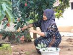 Petik Buah Rambutan Jadi Perekat Silaturahmi Antar Tetangga di Bangkalan, Segar Manisnya Juara