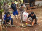 Satpol-PP-dan-Damkar-Tuban-menangkap-ular-piton-sepanjang-35-meter-di-Lingkungan-Jarkali-Tuban.jpg