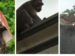 Seekor-monyet-liar-kembali-meneror-warga-di-Ponorogo.jpg