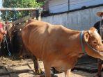 Sejumlah-sapi-yang-baru-datang-di-Pasar-Hewan-Dimoro-Kota-Blitar-Selasa-1752022.jpg