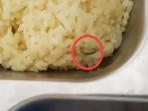 VIRAL Lagi Menu MBG di Bangkalan, Kini Muncul Video Ulat pada Menu MBG Siswa SD Bumi Anyar